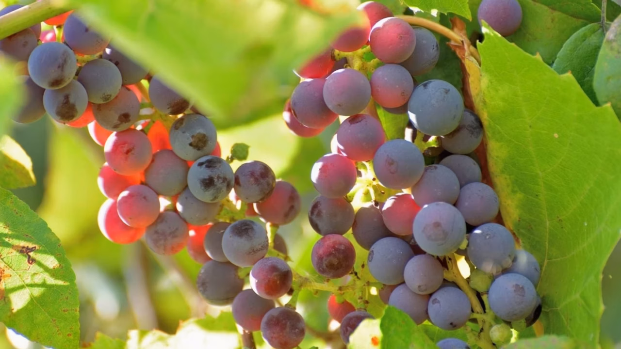 Légumes de terroir : comment les accorder avec le vin ?